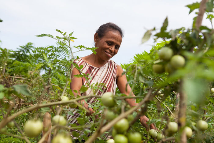 Farmer in Timor-Leste