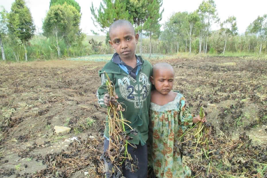 Frosts have destroyed vital crops in Papua New Guinea's highlands. (CARE International: Jay Lomu)