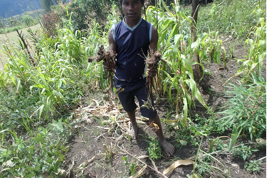 A man holds up a meagre crop harvest in Papua New Guinea,