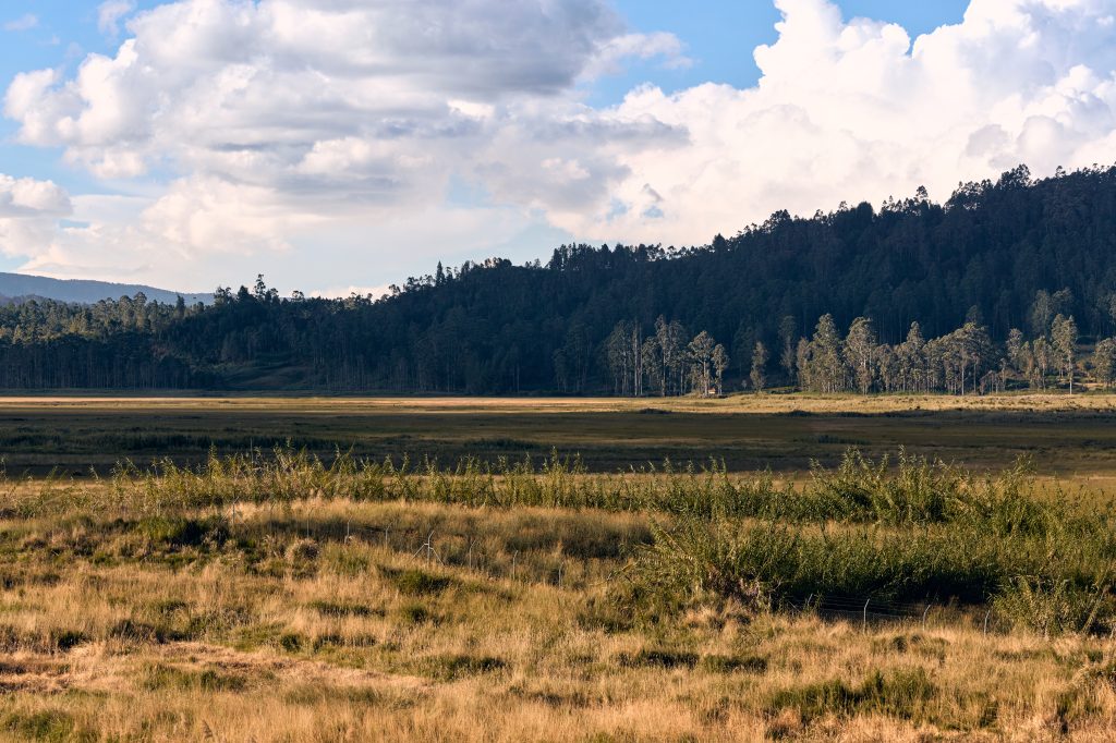 Overlooking the Swamp towards the forrest at Lyamala in Papua New Guinea